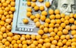 Las exportaciones de soja crecieron 45%.