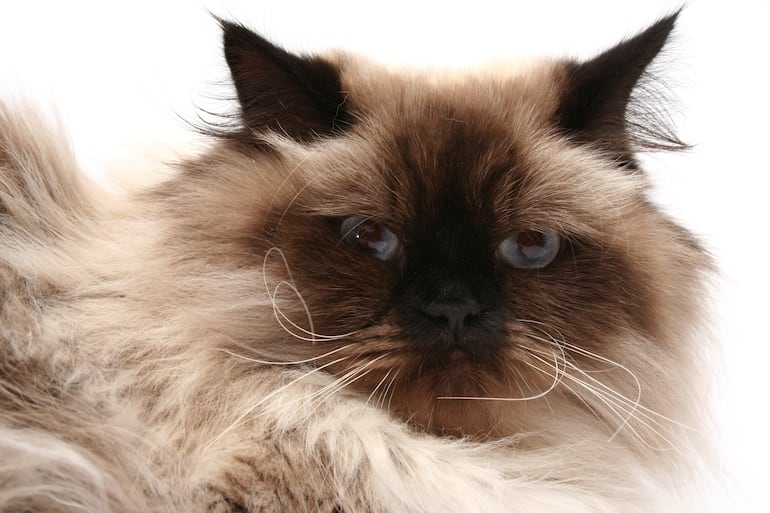 Gato persa del Himalaya.