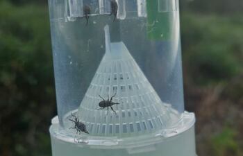 Antes del inicio de la siembra de algodón en el Chaco Paraguayo, ya están cayendo los picudos en las trampas.