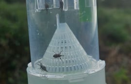 Antes del inicio de la siembra de algodón en el Chaco Paraguayo, ya están cayendo los picudos en las trampas.