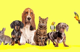 El 4 de octubre se recuerda el Día Mundial de los Animales.