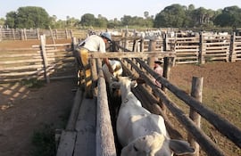 El próximo 6 de julio del corriente se iniciará la segunda vacunación contra la fiebre aftosa y la brucelosis bovina, que se extenderá hasta el 14 de agosto.