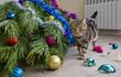 Gato y árbol de Navidad.