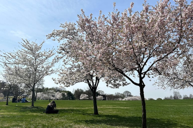 Personas comparten sentadas debajo de árboles de cerezos florecidos este jueves, en la cuenca Tidal en Washington (EE.UU.).