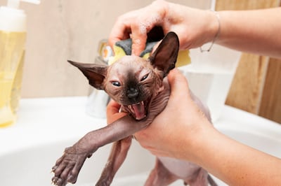 Gatos sphynx en pleno baño.