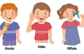 Funciones de los órganos sensoriales.