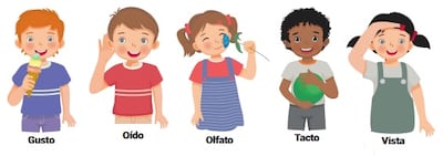 Funciones de los órganos sensoriales.