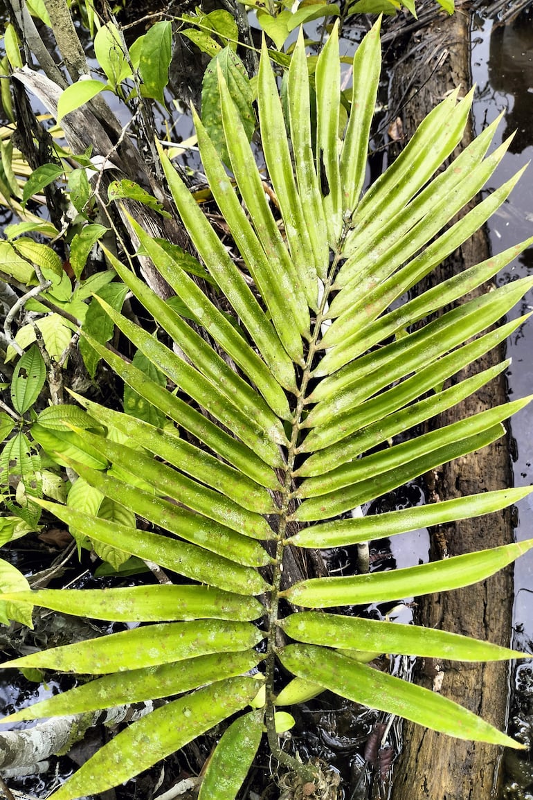 Fotografía cedida por el Instituto de Investigaciones de la Amazonía Peruana (IIAP) del 13 de marzo de 2025 donde se muestra un ejemplar macho de  'Zamia urarinorum', en el municipio de Urarinas (Perú). 