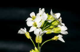 Arabidopsis thaliana