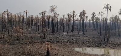 Los incendios forestales afectaron a varias estancias en Fuerte Olimpo, ahora un supuesto estafador esta engañando a los productores, solicitando dinero para realizar las investigaciones.