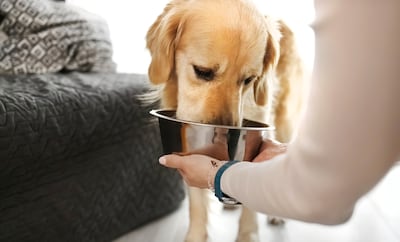 Golden retriever comiendo.