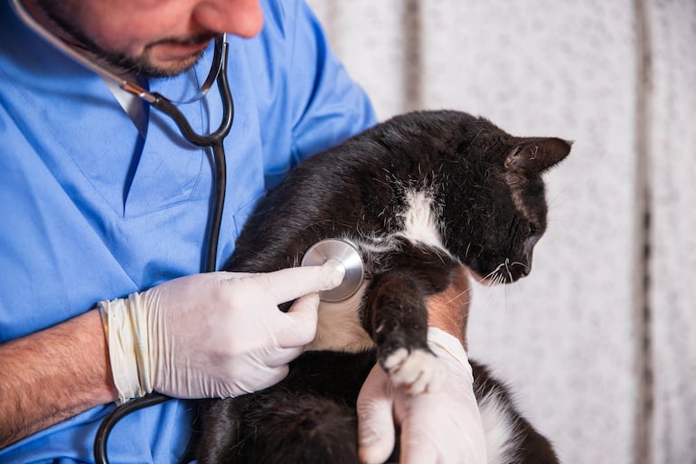 Gato en el veterinario.