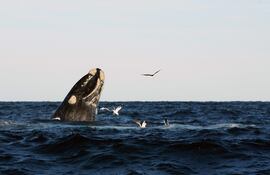 Imagen de referencia de una ballena.