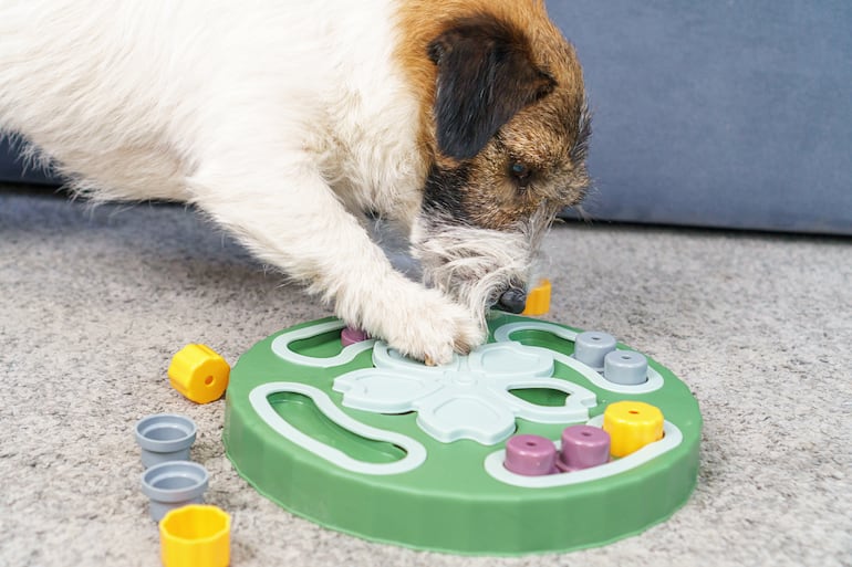 Los perros entienden mucho más de lo que creemos.