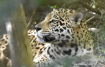 Felicidad en Argentina por 50 ejemplares de yaguareté libres y un avistaje histórico.