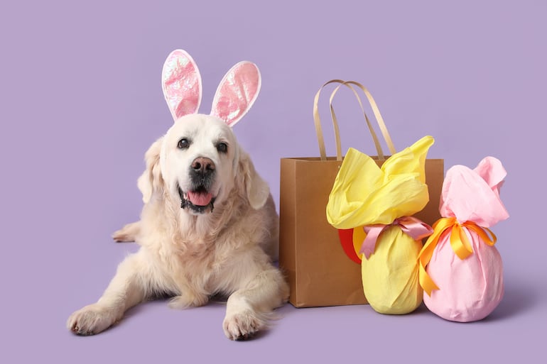 ¡Atención! El chocolate de los huevos de Pascua puede ser una emergencia en perros.