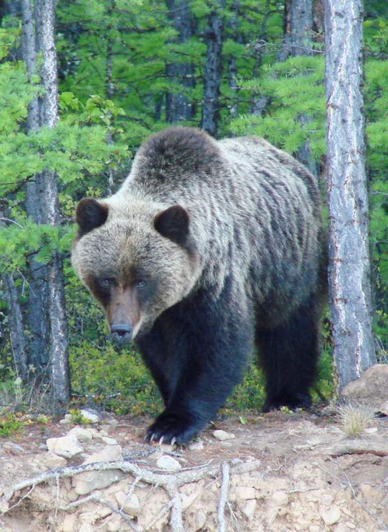 Esta fotografía, tomada a finales de mayo de 2026 y facilitada por el Parque Nacional Zapovednoye Pribaikalye, muestra un oso pardo en el área protegida.
