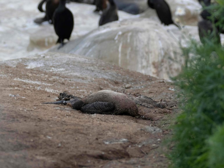 Esta fotografía cedida por el Instituto Scripps de Oceanografía de la Universidad de California en San Diego (UC San Diego) muestra un cormorán de Brandt muerto, hallado por científicos del instituto en La Jolla, California, el 21 de febrero de 2026.