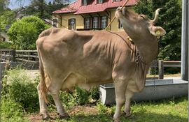 Una vaca llamada Veronika ha demostrado que puede usar una escoba de forma "innovadora, flexible y funcional", alternando sus extremos para rascarse distintas zonas del cuerpo: un uso "versátil" de una misma herramienta que hasta ahora solo se había documentado en primates y que obliga a replantear la capacidad cognitiva del ganado bovino.