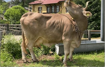 Una vaca llamada Veronika ha demostrado que puede usar una escoba de forma "innovadora, flexible y funcional", alternando sus extremos para rascarse distintas zonas del cuerpo: un uso "versátil" de una misma herramienta que hasta ahora solo se había documentado en primates y que obliga a replantear la capacidad cognitiva del ganado bovino.