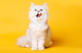 Gato.