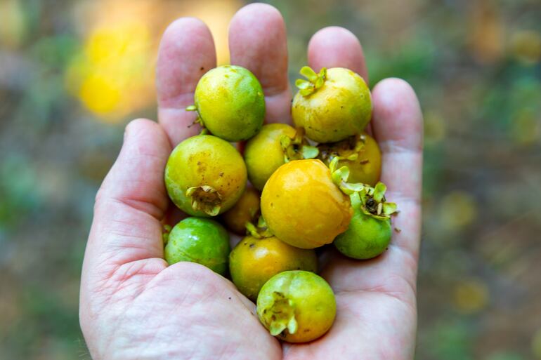Guavirá (Campomanesia xanthocarpa).