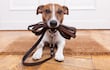 Jack Russell Terrier.
