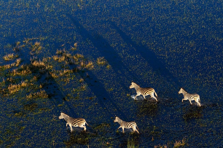Cebras en Okavango, Botsuana.