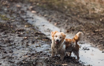 Perro se ensucia después del baño.