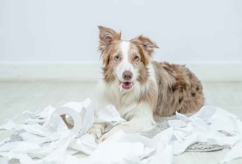 Concepto de border collie destructivo.