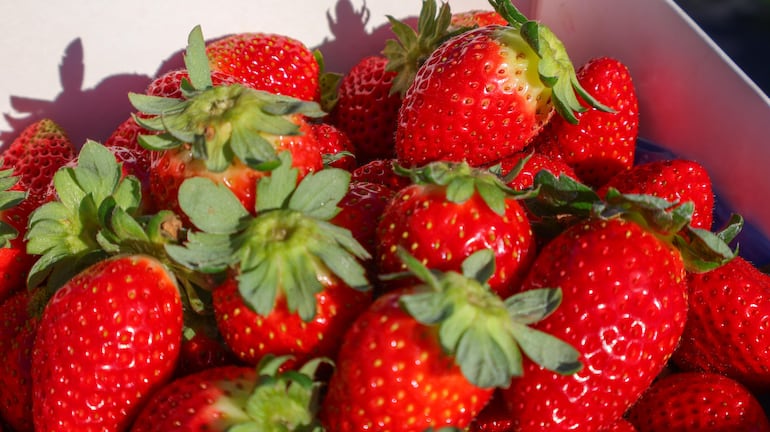 Así lucen las frutillas tempraneras cosechadas en Paso Puente, una producción que sorprende por su calidad y anticipación a la temporada habitual.