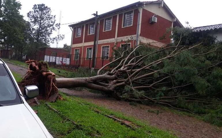 Los fuertes vientos provocaron la caída de añejos y enormes árboles de la ciudad.