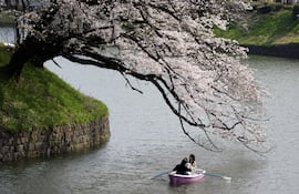 Personas reman un bote mientras disfrutan de la vista de los cerezos en plena floración en el foso Chidorigafuchi, en Tokio, Japón, el 30 de marzo de 2026. Los cerezos en el centro de Tokio han alcanzado la plena floración ligeramente antes de lo habitual este año.