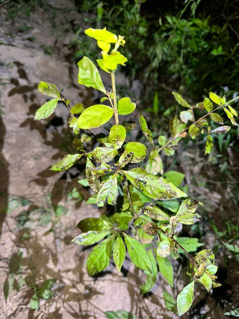 Primer plano de hojas verdes con manchas oscuras, en un entorno de vegetación y terreno natural.