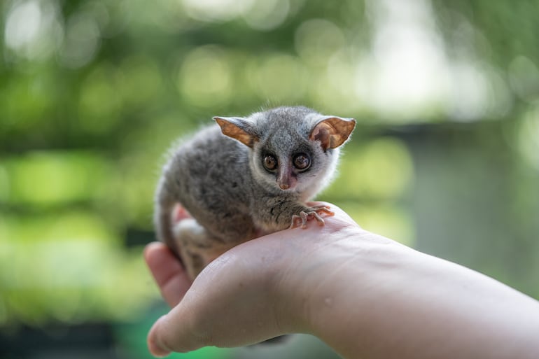 Galago.