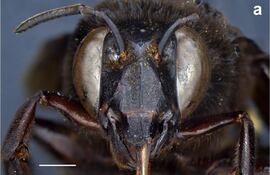 Fotografía de una abeja.