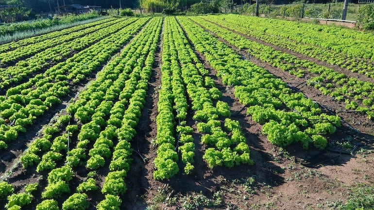 Campo cultivado con hileras ordenadas de lechugas verdes, entorno rural cuidado y vegetación diversa al fondo.
