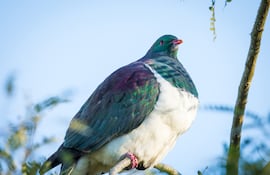 Kererū, ave de Nueva Zelanda.