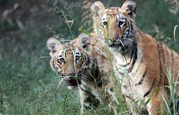 Los cachorros de tigre de Bengala, nacidos en el zoo de Nueva Delhi, India.