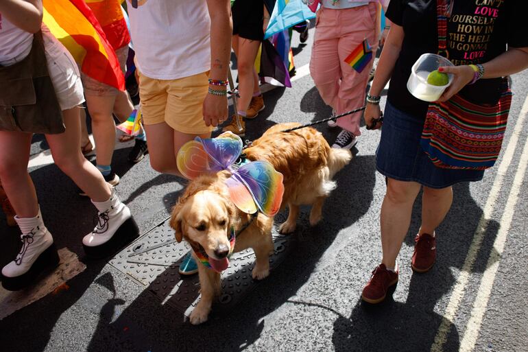 Un perro adornado con alas de mariposas pasea con su dueña en una marcha del Orgullo. 