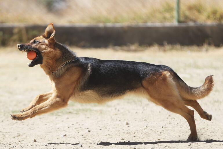 Un perro juega con una pelota.