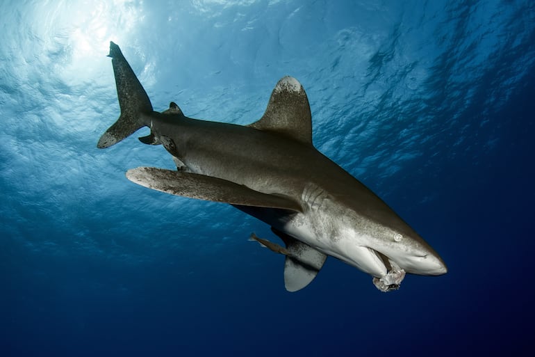 Tiburón blanco oceánico (Carcharhinus longimanus).
