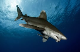 Tiburón blanco oceánico (Carcharhinus longimanus).