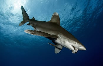 Tiburón blanco oceánico (Carcharhinus longimanus).