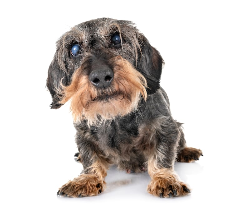 Concepto de mascota senior con problemas de visión, perro con cataratas, etc.