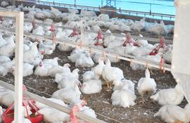 Recorrer el galpón todos los días es obligatorio.