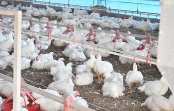 Recorrer el galpón todos los días es obligatorio.