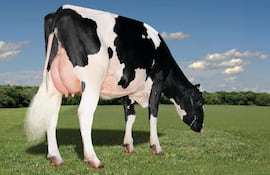 Revolución en el tambo: genética del número uno llega a Paraguay