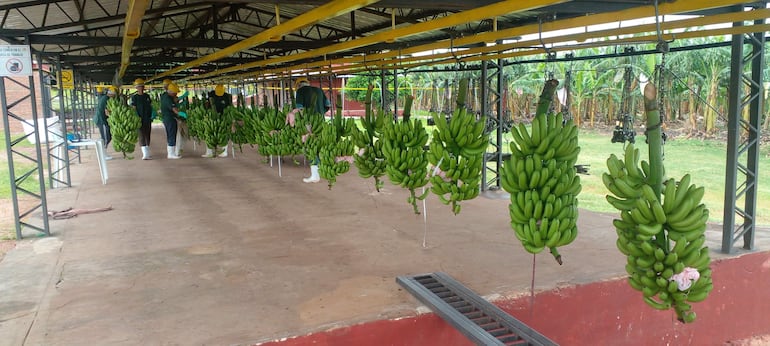 La  banana es uno de los rubros más cultivados en la zona de Guajayví y localidades aledañas