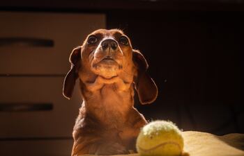 Perro observa a su dueño.